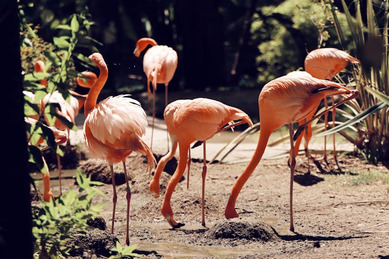 Promociones especiales Loro Parque