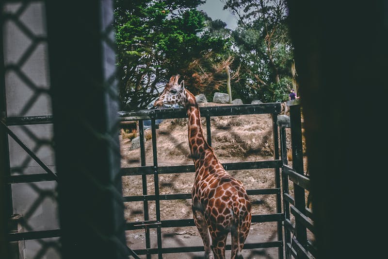 Experiencia exclusiva Loro Parque